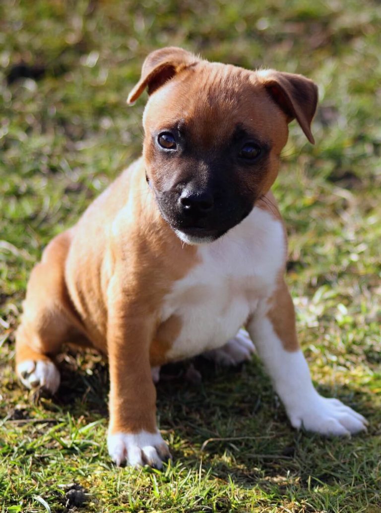 Pet Rehoming Me Not Rescue of Kern