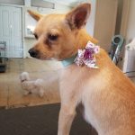 Sancho has been adopted =)